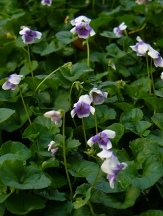 Trailing Violet, Australian Violet, Ivy-Leaved Violet, Tasmanian Trailing Violet, Violets, Viola banksii, V. hederacea, Erpetion hederaceum, E. reniforme, V. reniforme